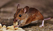 24 Hour & Emergency Exterminators in Cogan House, PA